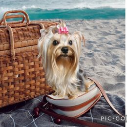 Poppy - Yorkshire Terrier