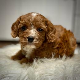 Summer - Red female Cavapoo puppy in Palm Beach County, Florida from Benji’s Cockapoos
