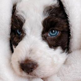 Boy 3 Teal - Parti male Poodle puppy in Stuart, Florida from AKC/Excellent + Good OFA Sweet Delightful Poodles