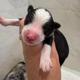 Hope - Black tri female Miniature Australian Shepherd puppy in Taylor, Arizona from Holy Ghost Ranch, Inc