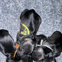 Yellow girl - Salt and pepper female Miniature Schnauzer puppy in La Fayette, Georgia from Daniels Mini Schnauzers
