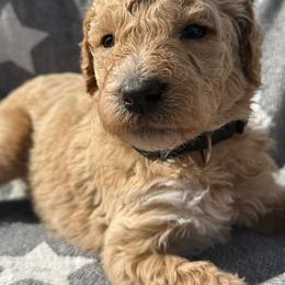 McGraw - Cream male Poodle puppy in Dayton, Washington from Country Sundance Poodles