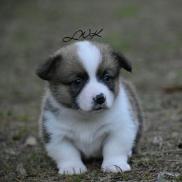 French Bulldog and Pembroke Welsh Corgi Puppies from Little Women's Frenchies & Corgis