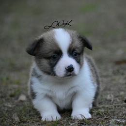 French Bulldog and Pembroke Welsh Corgi Puppies from Little Women's Frenchies & Corgis