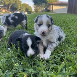 Miniature Australian Shepherd and Toy Australian Shepherd Puppies from Hailey's Miniature Australian Shepherds
