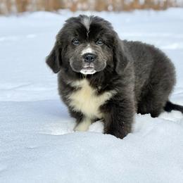 Sloan OFA - Gray male Newfoundland puppy in Falmouth, Michigan from Dyer Lake Newfoundland’s