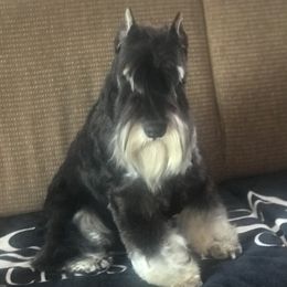 Shadow - Miniature Schnauzer