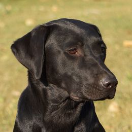 Labrador Retrievers from Coteau Prairie British Labradors