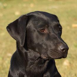 Labrador Retrievers from Coteau Prairie British Labradors