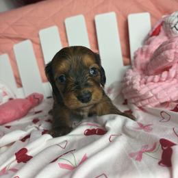 Toby - Brindle male Dachshund puppy in Lake City, Florida from My Ditzy Doxies of Florida
