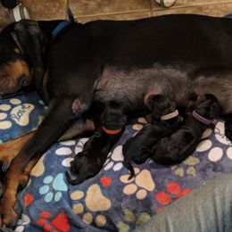 Black and Tan Coonhound and Bracco Italiano Puppies from Old Soul Black & Tan Coonhounds