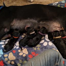 Black and Tan Coonhound and Bracco Italiano Puppies from Old Soul Black & Tan Coonhounds