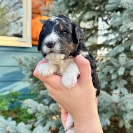 Black tri - Tri-color male Bernedoodle puppy in Blue Springs, Missouri from Jeanie’s Doodles