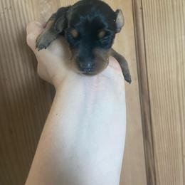 Ariel - Black and tan female Miniature Pinscher puppy in Lancaster, Missouri from White Stone Ranch