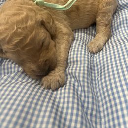 Atlas - Red  male Poodle puppy in Mobile, Alabama from Semmy’s Standard Poodle LLC