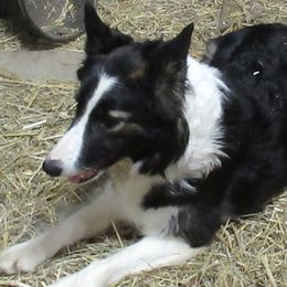 Maisie - Border Collie