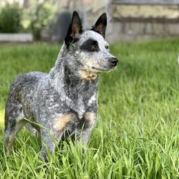 Australian Cattle Dog Puppies from Tin Roof Australian Cattle Dogs