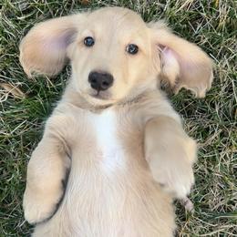 Dachshund Puppies from Davinner's Doxies