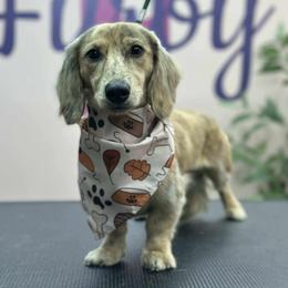Ace - Dachshund