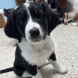 Hope - Lady Liberty Litter - female Australian Mountain Doodle puppy in Greenville, Ohio from Woodbriar Wags