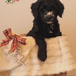 Australian Labradoodle Puppies from Clinch River Labradoodles