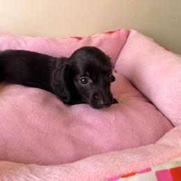 Dani - Black female Dachshund puppy in Magnolia, Texas from Carrie’s Countryside Dachshunds
