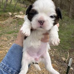 Palmetto - Chocolate and tan female Shih Tzu puppy in Dunlap, Tennessee from Beards of Glory