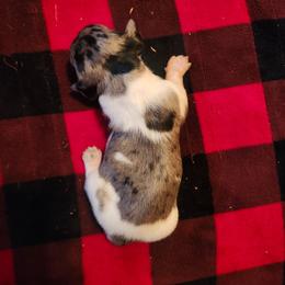 Cookie - Piebald female Dachshund puppy in Ashland, Mississippi from Hope's pups
