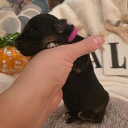Solara Belle Nuit Elite Von Haus (Magenta Collar) - Black and red female German Shepherd puppy in Grants Pass, Oregon from Elite Von Haus German Shepherds