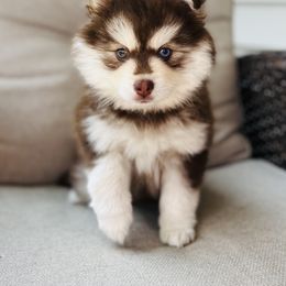 Dove - Chocolate female Pomsky puppy in Memphis, Missouri from Happy Hills Kennels