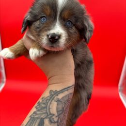 Girl 1 - Blue merle Miniature Australian Shepherd puppy in Buchanan, Georgia from Stanleyville Farm Mini Aussies