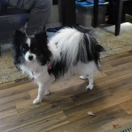 Gypsy - Pomeranian