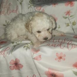 Lily - White female Chihuahua puppy in Attleboro, Massachusetts from Treasured Hearts Chihuahuas and toy poodle Toy/mini poodles