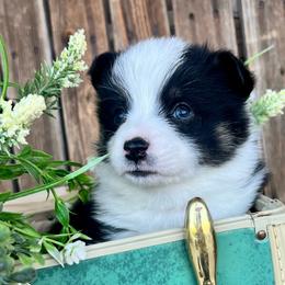 Doc - Black and tan male American Corgi puppy in Tome, New Mexico from Blue Diamond Welsh corgis