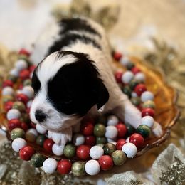 Havanese Puppies from Rose Hill Havanese