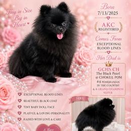 Diamond - Pomeranian
