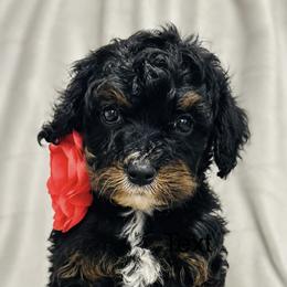 Gracie - Black white and tan female Cockapoo puppy in Marshall, Arkansas from Darling Doodles and Cockapoos