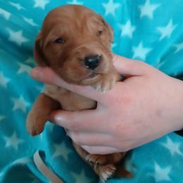 Gray - Dark golden male Golden Retriever puppy in Lanesboro, Minnesota from Eagle Ridge Golden Retrievers
