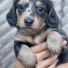 Sylas - Blue and tan male Dachshund puppy in Lincoln, California from ForeversEdge Doxies
