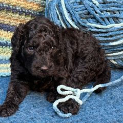 Karah - Black female Double Doodle puppy in Chesapeake, Virginia from Doodle-Cove