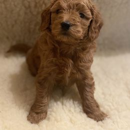 Goldendoodle Puppies from Powderhill Goldens - Shoreline (Powderhill Puppies)