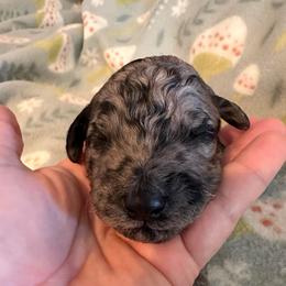 Pud - Merle male Goldendoodle puppy in Greensboro, Georgia from B’s Doodles