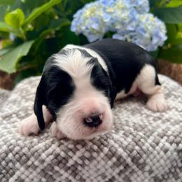 Orange - White and black male English Springer Spaniel puppy in Swainsboro, Georgia from Sweet Georgia Springers