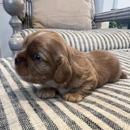 Puppy Boy 4 - Ruby male Cavalier King Charles Spaniel puppy in Fair Haven, New Jersey from Franhaven Kennel