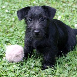 American Hunt Terrier and Russell Terrier Puppies from Bare Bottom Farms