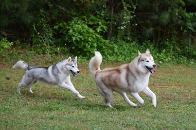 a red and gray siberian husky run together in a field, they look like they might be playing.