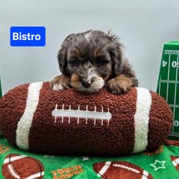 Rudolph- Blue collar - Blue merle male Bernedoodle puppy in Summerville, South Carolina from Channys Doodles
