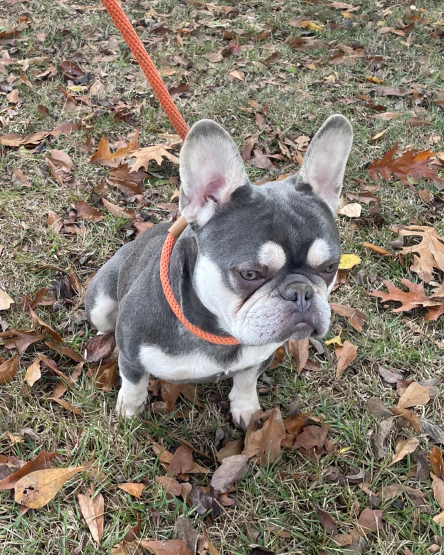 Amore Frenchies in Georgia | French Bulldog puppies | Good Dog