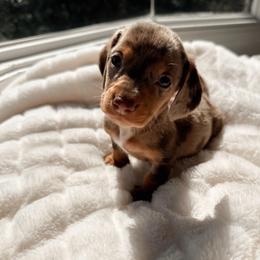 Zeke - Dapple male Dachshund puppy in San Diego, California from Enchantables