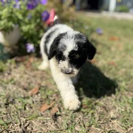 Carol - Parti female Goldendoodle puppy in Jacksonville, Florida from Dandelion Doodles